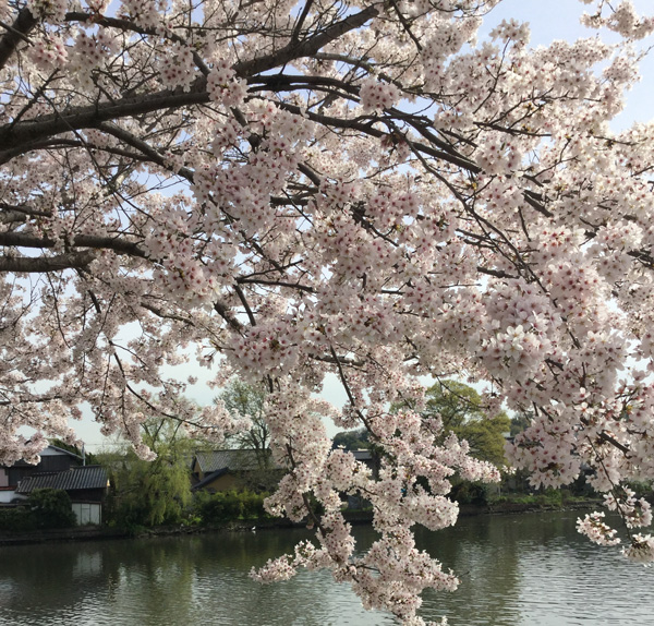 造幣局の桜の通り抜けのおすすめ時期や所要時間と楽しみ方